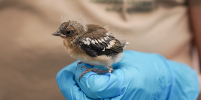 100'000 Franken werden für den Walter Zoo beantragt, der ein neues Zuhause für seine Vögel benötigt.