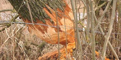 Biber hinterlassen eindrückliche Frassspuren.