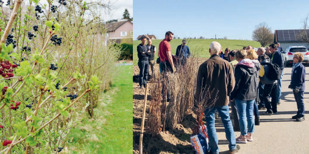Im Frühjahr 2019 wurde der erste Teil der Hecke gepflanzt, jetzt ist der letzte Teil an der Reihe.