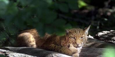 Drei bis vier Luchse durchstreifen seit Jahren das Appenzellerland. In der Nacht auf Montag ist in Lutzenberg ein junger Luchs von einem Auto überfahren worden. (Symbolbild)