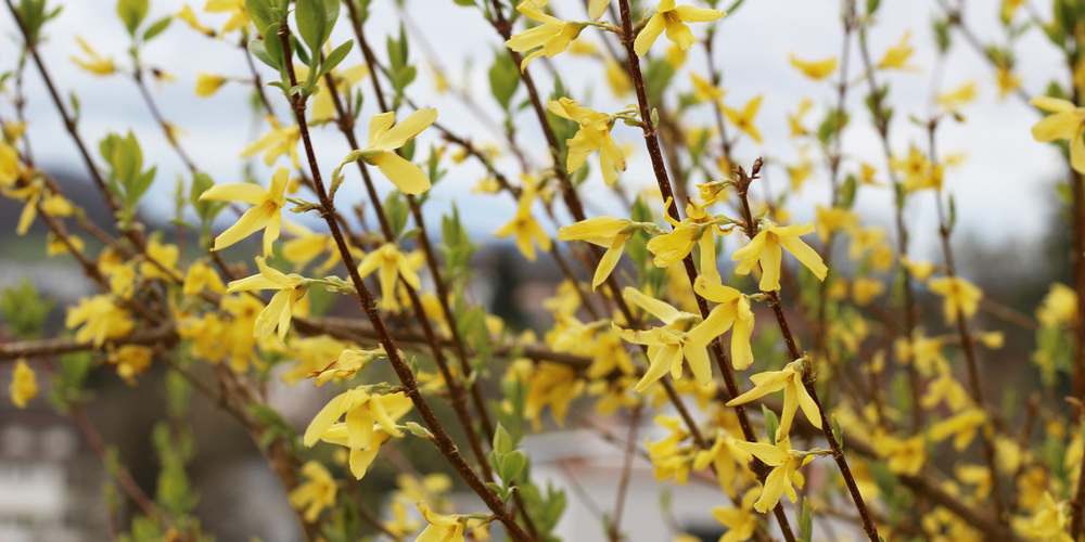Ein Garten bestehend aus vielen einheimischen Pflanzen ist die ideale Voraussetzung für eine optimale Entwicklung der Natur.