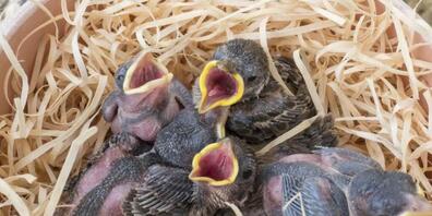 Diese kaum befiederten Feldsperlinge wären ausserhalb des Nests verloren, da sie gewärmt werden müssen. Solche Vögelchen gehören in eine Pflegestation.