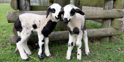Im Tierpark Kreuzlingen erblicken zurzeit fast täglich Lämmlein und Geisslein das Licht der Welt. 