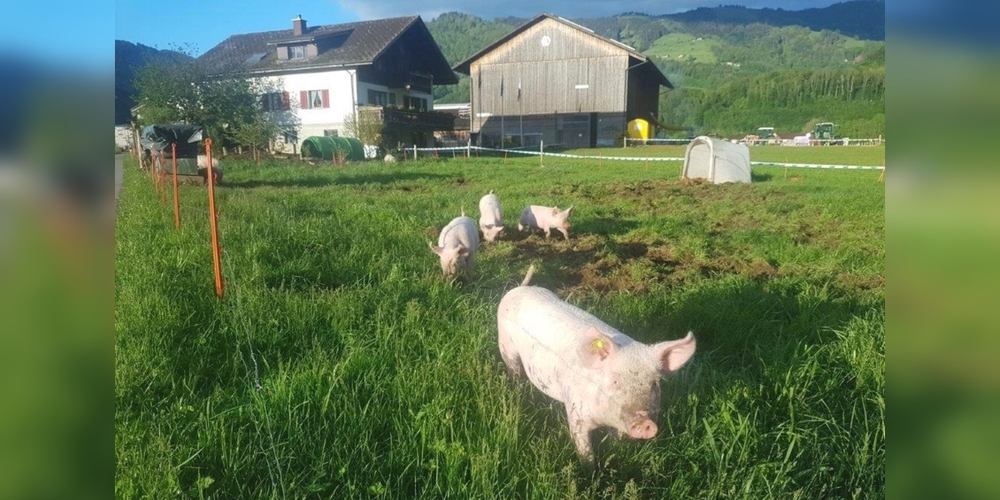 Freilaufschweine wühlen den Acker für den späteren Kartoffelanbau durch.