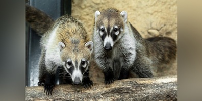 Ein südamerikanisches Nasenbär-Weibchen schnüffelt sich im Zürcher Zoo durch Löwenzahn. (Symbolbild)