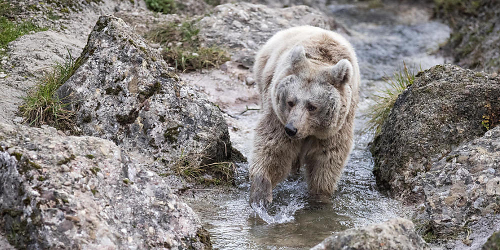 Die syrische Braunbärin Laila 2019 im Tierpark Goldau. (Archivaufnahme)