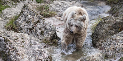 Die syrische Braunbärin Laila 2019 im Tierpark Goldau. (Archivaufnahme)