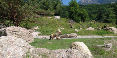In der Bärenanlage des Natur- und Tierparks Goldau kam es zu einem Kampf zweier Bären.