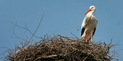 Ein Nest auf dem Strommasten – das kann «laute» Folgen haben.