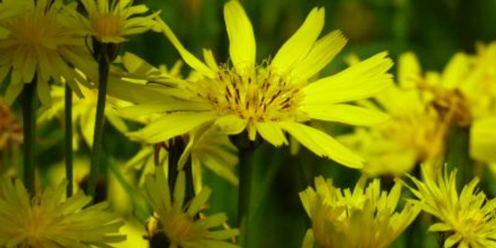 Gelbe Zungenblüten und die dunklen Tupfer der Staubbeutel prägen die Erscheinung der Habermark.