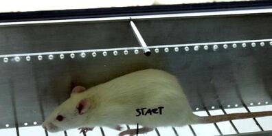 Ratten sind äusserst lernfähig und werden hauptsächlich für Verhaltensexperimente verwendet.(Symbolbild)