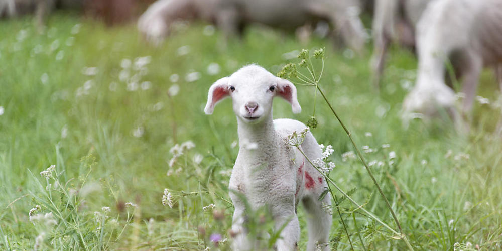 Ein junges Lamm wurde im Glarnerland Opfer einer jungen Wölfin. (Themenbild)