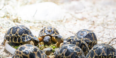 Sieben Strahlenschildkröten schlüpften im Zoo Basel.
