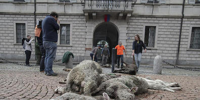 Protest gegen die Tessiner Wolfs-Politik: Bauern haben von Wölfen gerissene Schafe vor den Regierungssitz in Bellinzona gelegt.