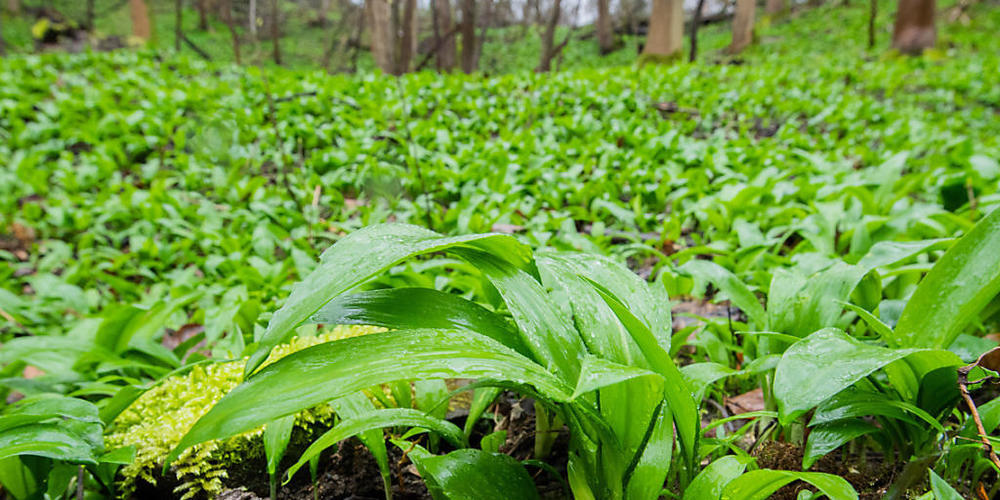 10.03.2020, Niedersachsen, Schaumburg: Bärlauch wächst in großen Mengen auf feuchten Waldboden im Naturschutzgebiet Kamm des Wesergebirges unterhalb der Schaumburg.