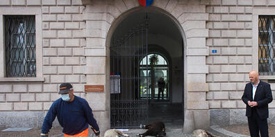 Nach mehreren Schafsrissen fordert der Tessiner Bauernverband die Regierung zum Handeln auf. Im Bild tote Schafe vor dem Regierungsgebäude in Bellinzona.