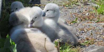 Lachen hat Nachwuchs erhalten: Sie haben ein flauschiges Fell und werden bald zu einem prächtig, weissen Schwan hinwachsen.
