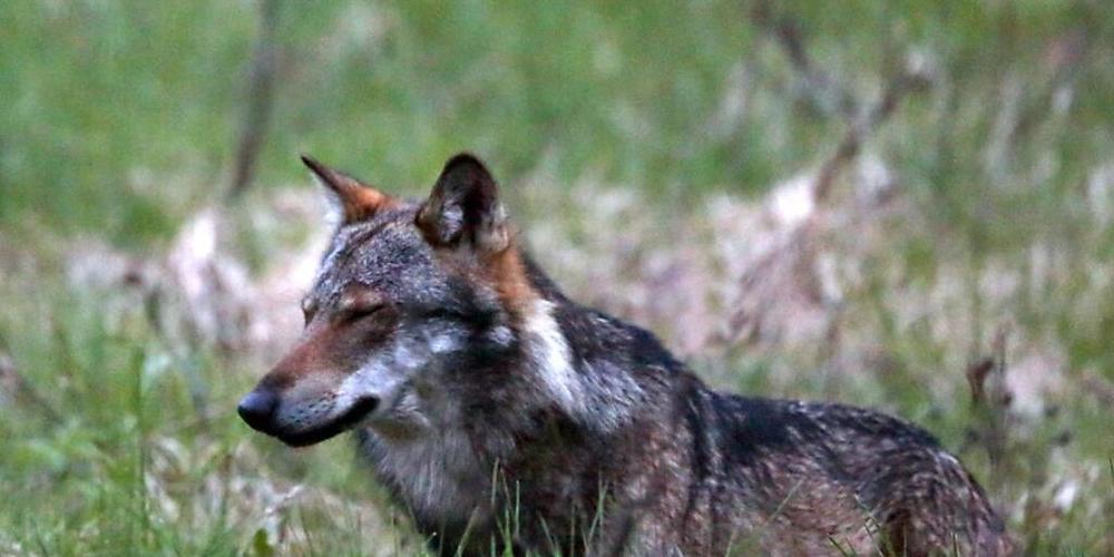 Im Hinterthurgau ist ein Wolf unterwegs. Darauf deuten Spuren bei einem gerissenen Schaf hin. (Symbolbild)