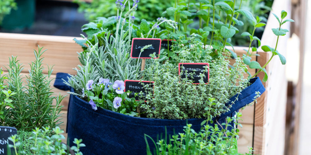Niemand muss auf frische Kräuter verzichten, nur weil kein Garten da ist.