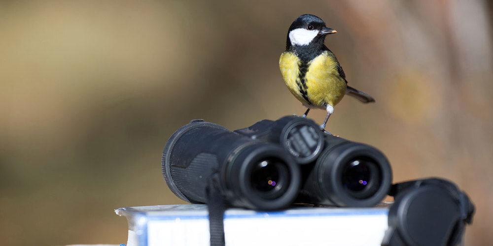 Bezüglich der gemeldeten Anzahl Individuen haben allerdings die Haussperlinge – besser bekannt als «Spatzen» – die Nase vorn.