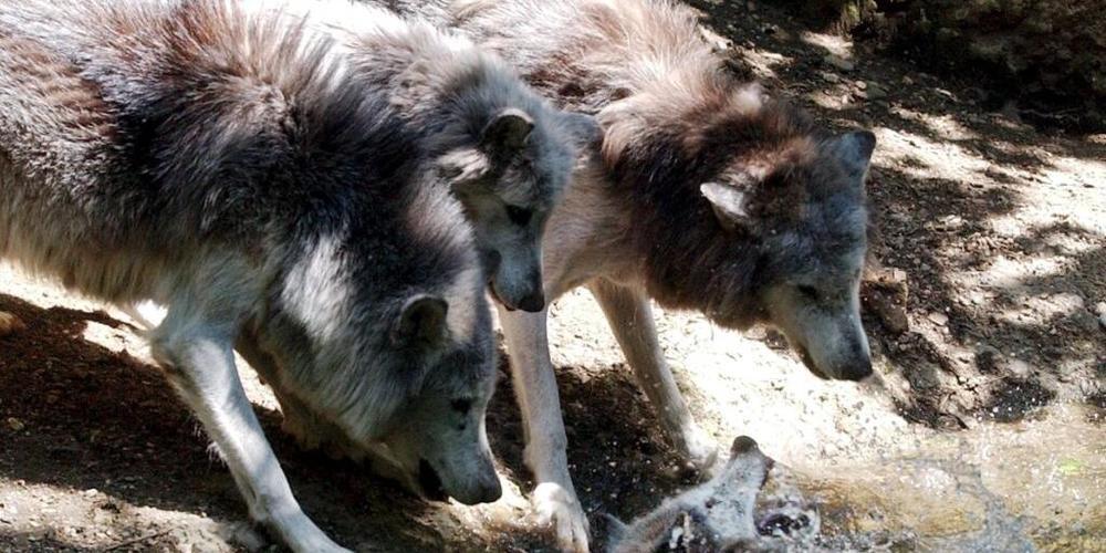 Drei der sechs bis sieben Bündner Wolfsrudel leben in der Surselva. (Symbolbild)