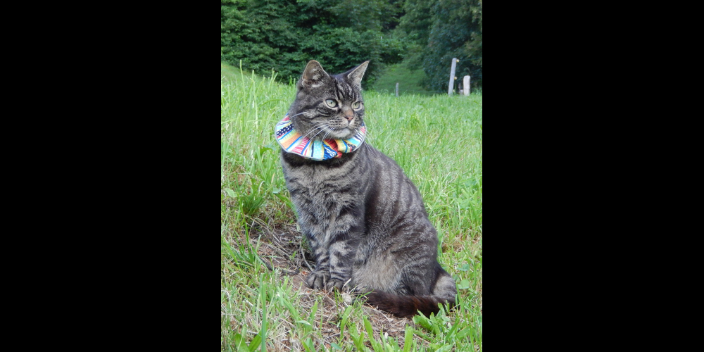 Die neue Studie in Zusammenarbeit von SWILD und der Schweizerischen Vogelwarte hat gezeigt, dass bunte Halskrausen und Glöckchen den Jagderfolg von Katzen deutlich reduzieren können.