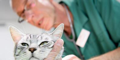 Auch ein Tierarztbesuch einer Katze beschäftigte im vergangenen Jahr die Ombudsstelle des Kantons Zürich. (Symbolbild)