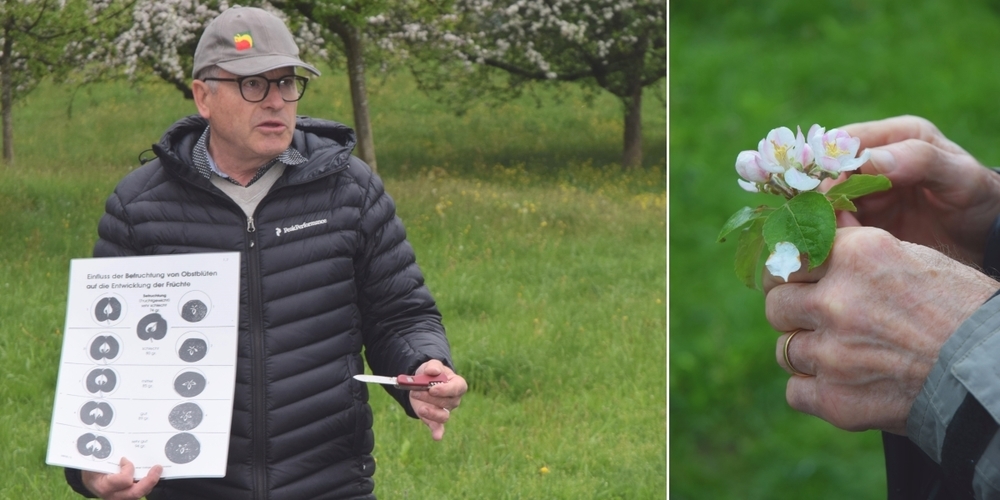 Richard Hollenstein (l.) konnte den Gästen das Thema anschaulich näherbringen. Der Weg von der bestäubten Apfelblüte zum Apfel ist lang.