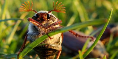 Brummende Krabbler: In diesem Frühling sind auf Bäumen und Wiesen wieder Maikäfer anzutreffen.