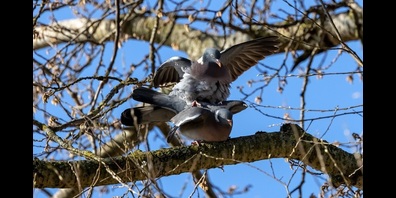 Das Gewicht aller Ringeltauben in der Schweiz umfasst 134 Tonnen oder rund 12 % der gesamten Biomasse von Wildvögeln.