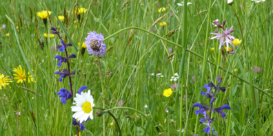 Die Biodiversität ist auch für Bauern wichtig. Schweizweit wird eine Kampagne mit Tafeln am Wegrand lanciert. 