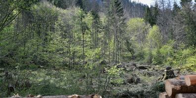 Hin und wieder werden Baumstämme quer liegengelassen. 
