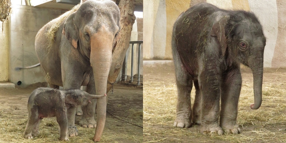 In Knies Kinderzoo erblickte am Wochenende ein gesundes Elefantenbaby das Licht der Welt.