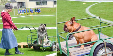 Am Tag des Hundes konnten in Beringen verschiedene Hundesportarten ausprobiert werden. 