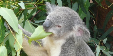 «Tarni» bei seiner Ankunft im Zoo Zürich.