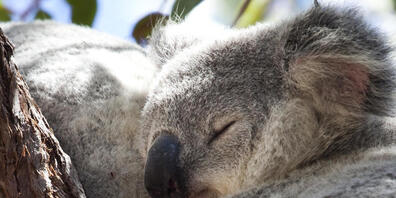 ARCHIV - Um Koalas und andere seltene Tiere besser zu schützen, will die Regierung von New South Wales an Australiens Ostküste weitere 2000 Hektar Buschland in Nationalparks integrieren. Foto: Daniel Naupold/dpa