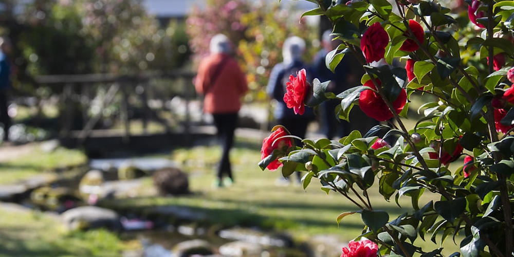 Rund 1000 Kameliensorten beherbergt der Parco delle Camelie in Locarno.