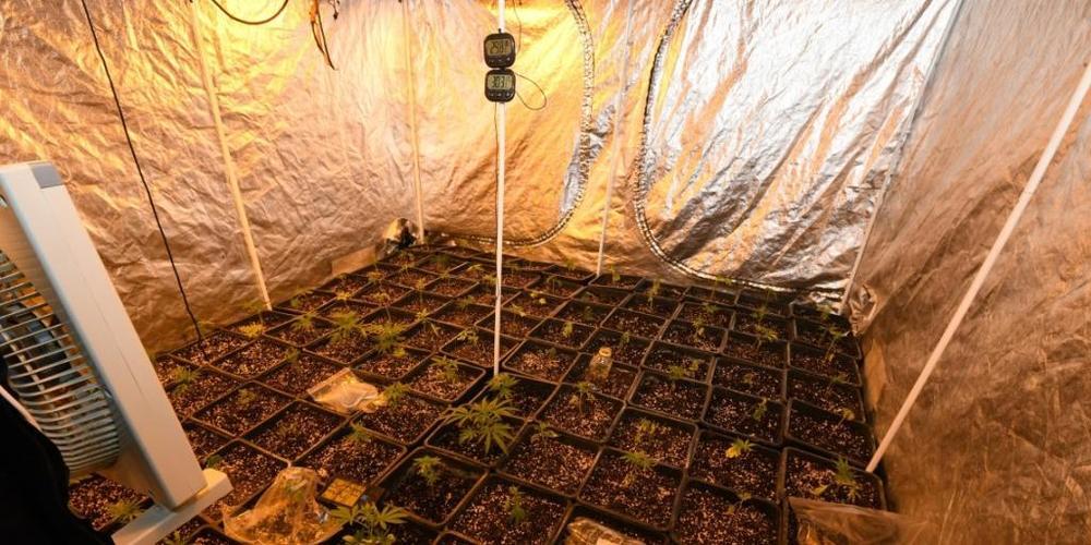 Die Polizei fand in einem Mehrfamilienhaus eine Indoor-Hanfplantage mit rund 100 Stecklingen.