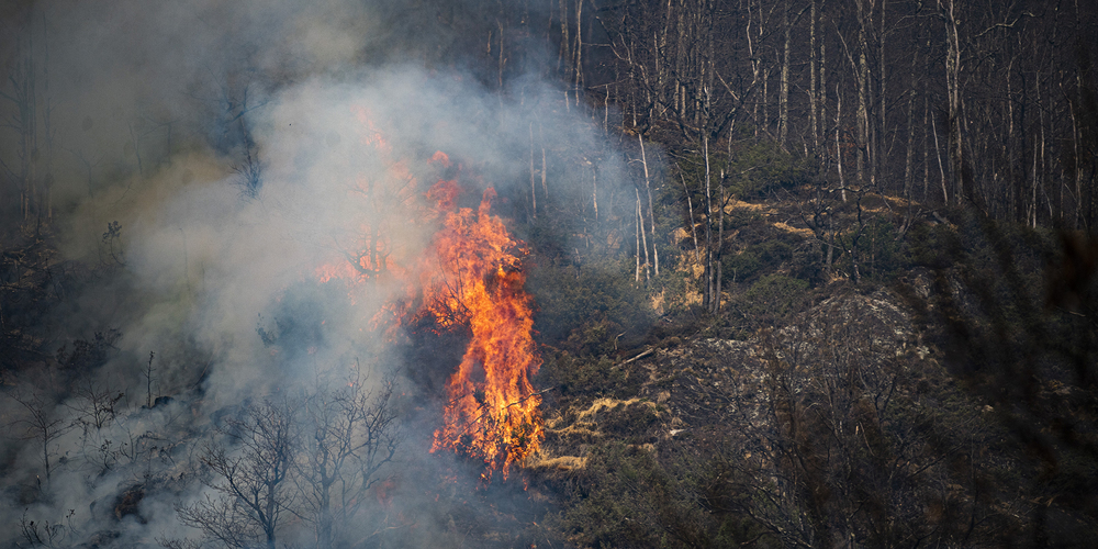 Flammen des Waldbrandes oberhalb von Verdasio im Centovalli-Tal am 25. März. 
