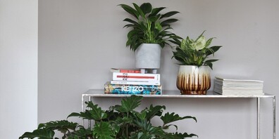Philodendron: Angesagt und pflegeleicht. Sorgt für einen tropischen Touch.