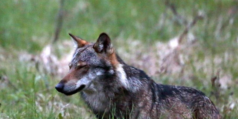 Ein Wolf hat im Kanton Schwyz auf einem Bahngleis den Tod gefunden. (Symbolbild)