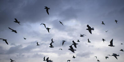 Glasflächen sind Todesfallen für Vögel. Millionen sterben jedes Jahr allein in der Schweiz laut der Vogelwarte Sempach. (Symbolbild)