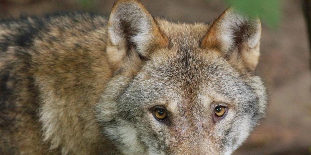 Bauernverbände fordern den umgehenden Abschuss von Problemwölfen. (Symbolbild)