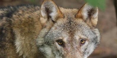 Bauernverbände fordern den umgehenden Abschuss von Problemwölfen. (Symbolbild)