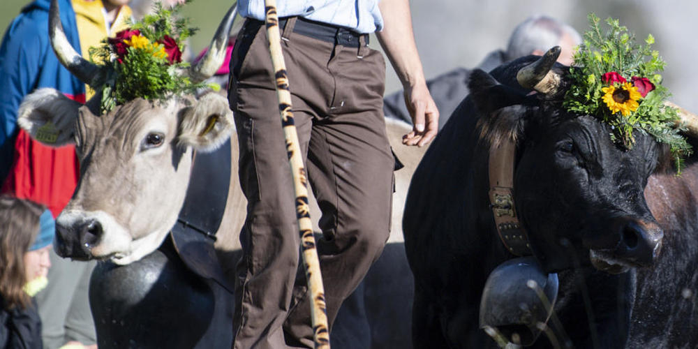 Die Schweiz kandidiert mit der Tradition der Alpsaison für die Aufnahme in die Unesco-Liste des immateriellen Kulturerbes. (Archivbild)