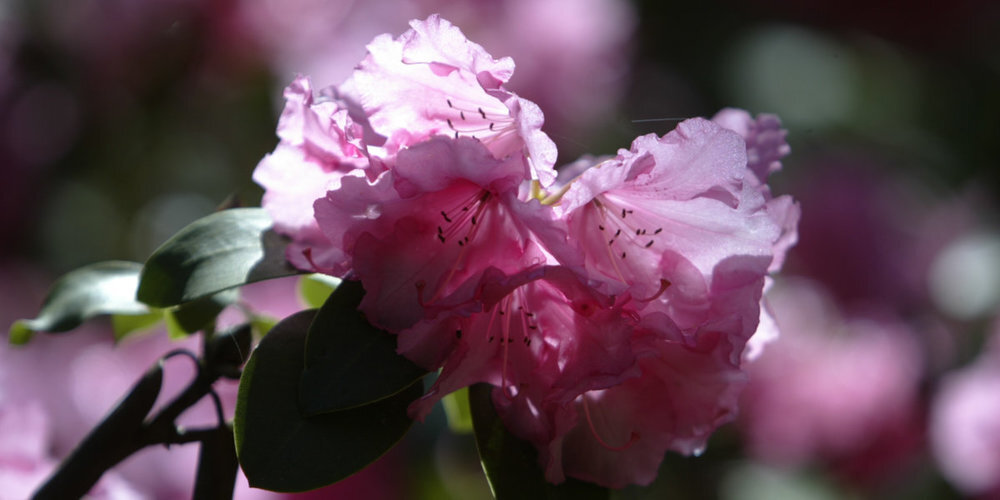 Im Frühling lohnt sich ein Besuch ganz besonders, da viele Pflanzen in voller Blüte stehen, z. B. die Rhododendren.