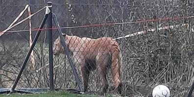 Mit ihrem Tweet verbreitete die Waadtländer Kantonspolizei dieses Foto.