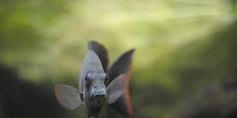 Ein Damba, eine Unterart der Buntbarsche, schwimmt durch ein Aquarium. Die Forscher überraschte die Leistung der Barsche und Rochen, weil diese keine Grosshirnrinde haben und trotzdem gewisse Rechenaufgaben lösen können (Archivbild)