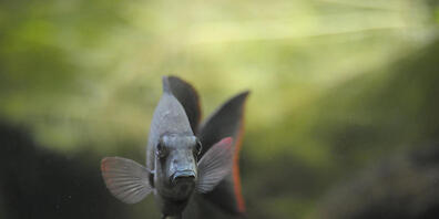 Ein Damba, eine Unterart der Buntbarsche, schwimmt durch ein Aquarium. Die Forscher überraschte die Leistung der Barsche und Rochen, weil diese keine Grosshirnrinde haben und trotzdem gewisse Rechenaufgaben lösen können (Archivbild)