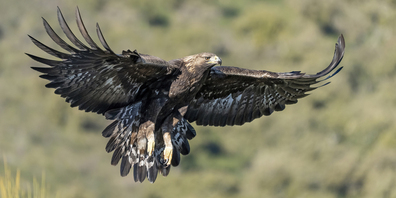 Steinadler haben eine geringe Fortpflanzungsrate und sind am Nest äusserst empfindlich. Störungen können sogar zur Aufgabe der Brut führen. Störungen und Fotografieren am Nest sind daher unbedingt zu unterlassen.